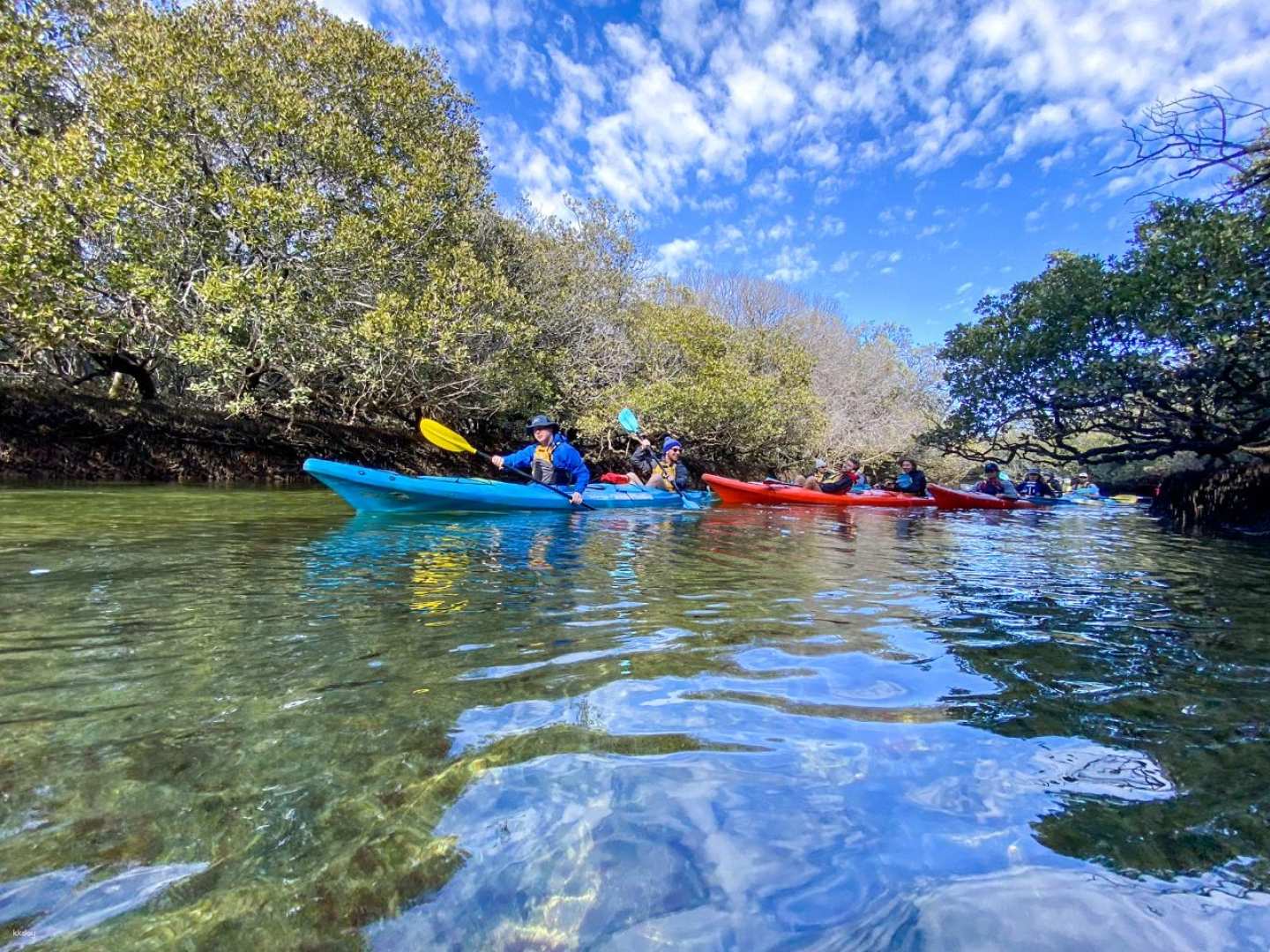 Dolphin Sanctuary Mangroves Kayak Tour | Adelaide