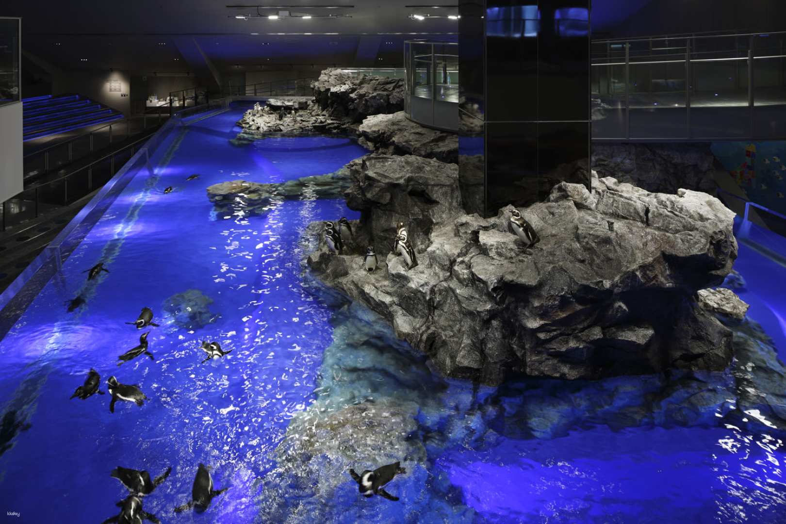 Sumida Aquarium admission ticket reservation (Sumida-ku, Tokyo, indoor spot)