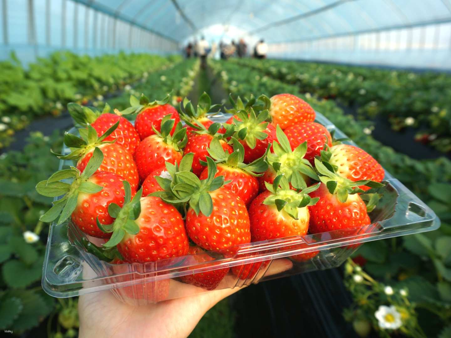 Strawberry Picking Experience / Dumulmeori + Edelweiss Swiss Theme Park + Nami Island One Day Tour