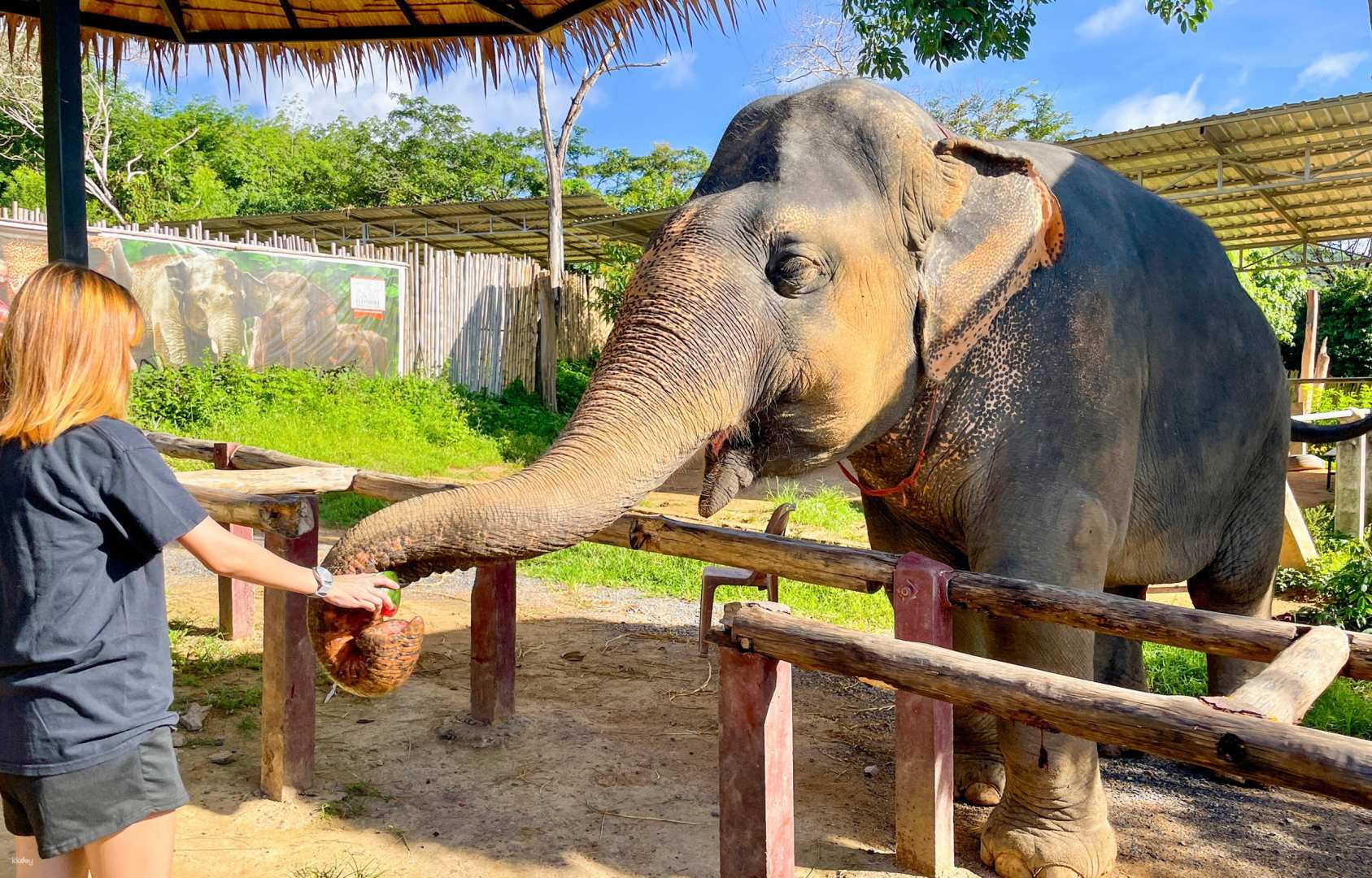 Enchanting Phuket Escape: Elephants Caring, Nature, and Relaxation | Thailand