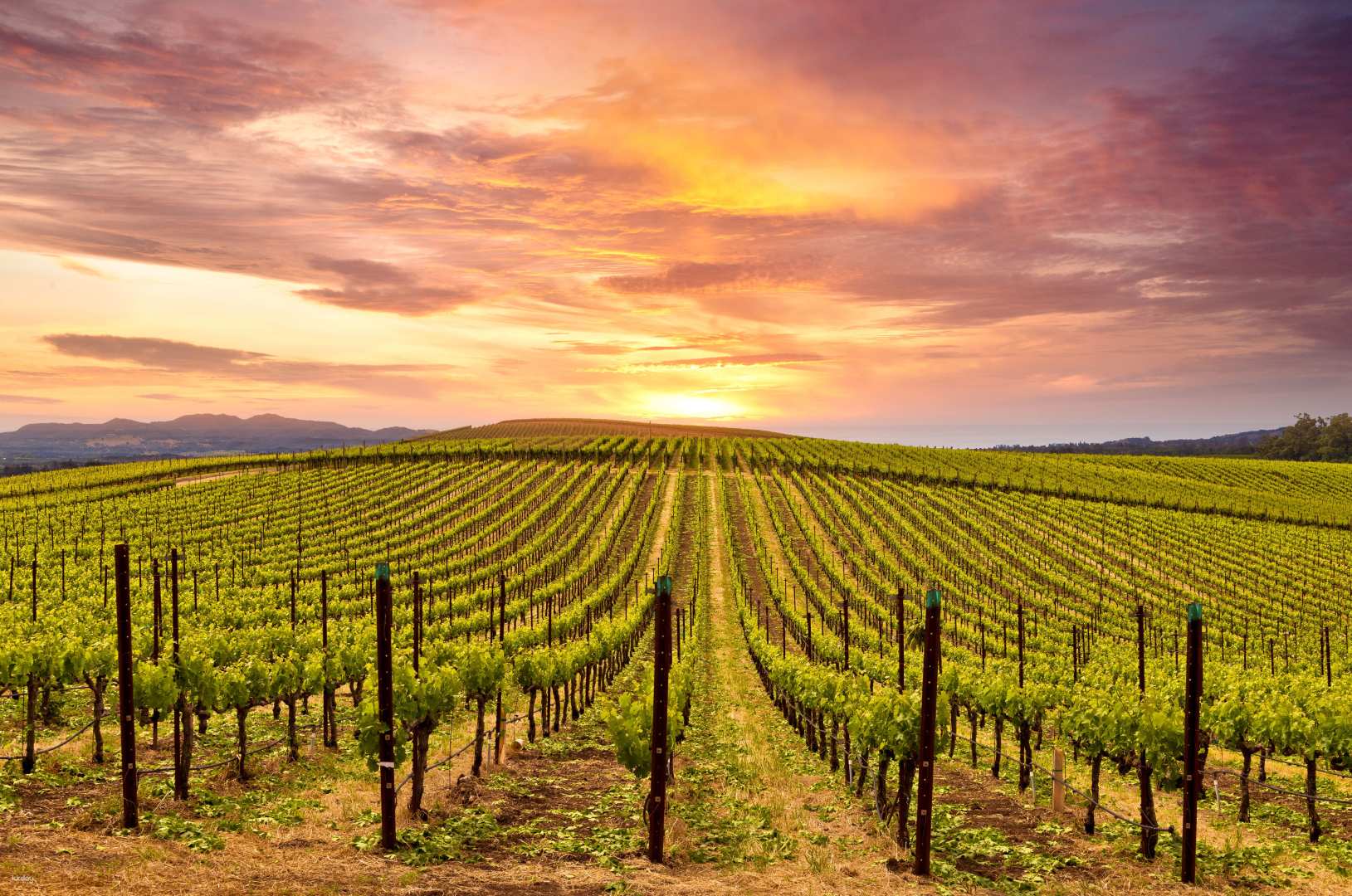 Napa Valley 1 – Day Tour from San Francisco