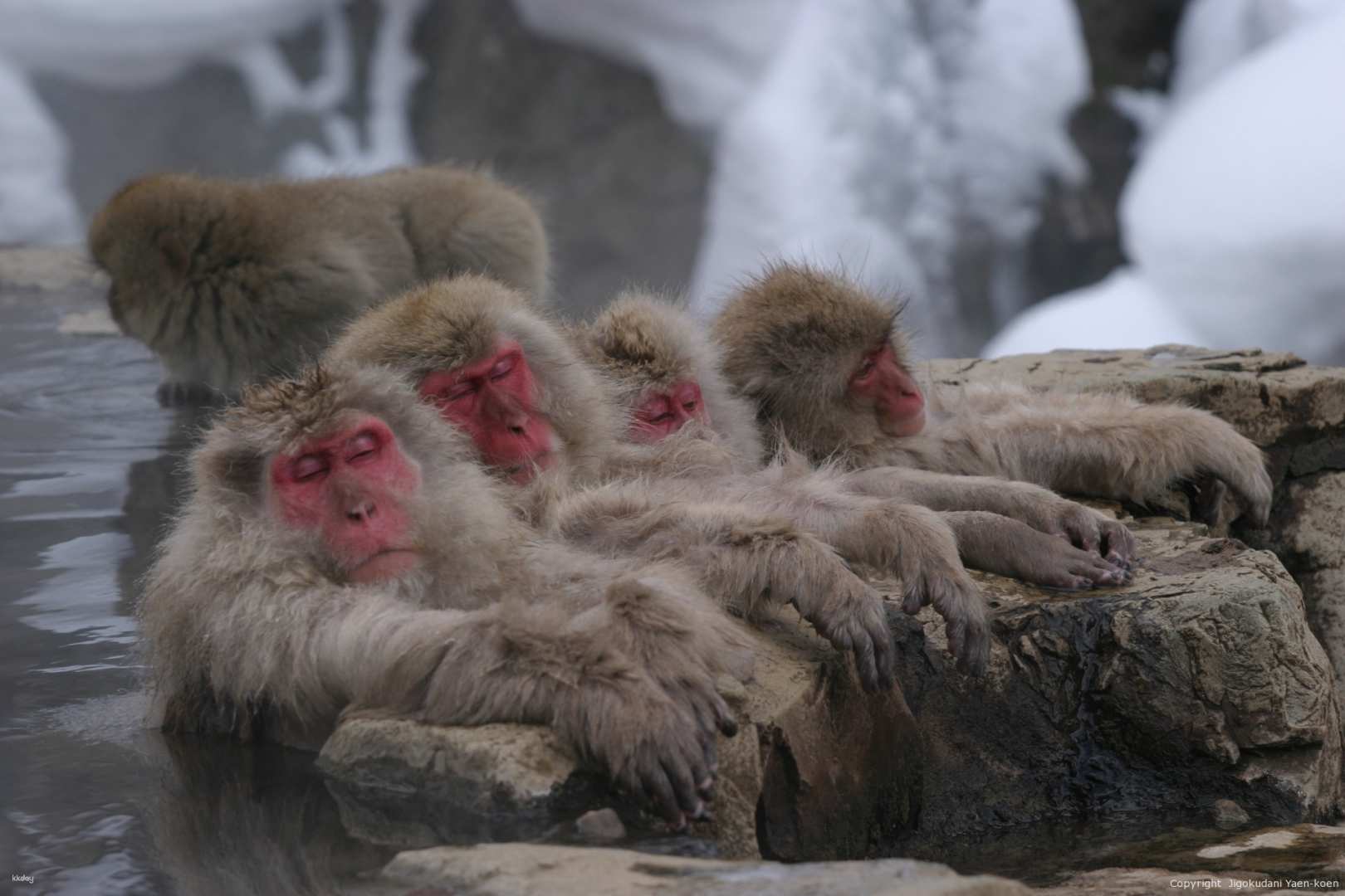 Snow Monkey 1 Day Tour with Beef Sukiyaki Lunch from Tokyo