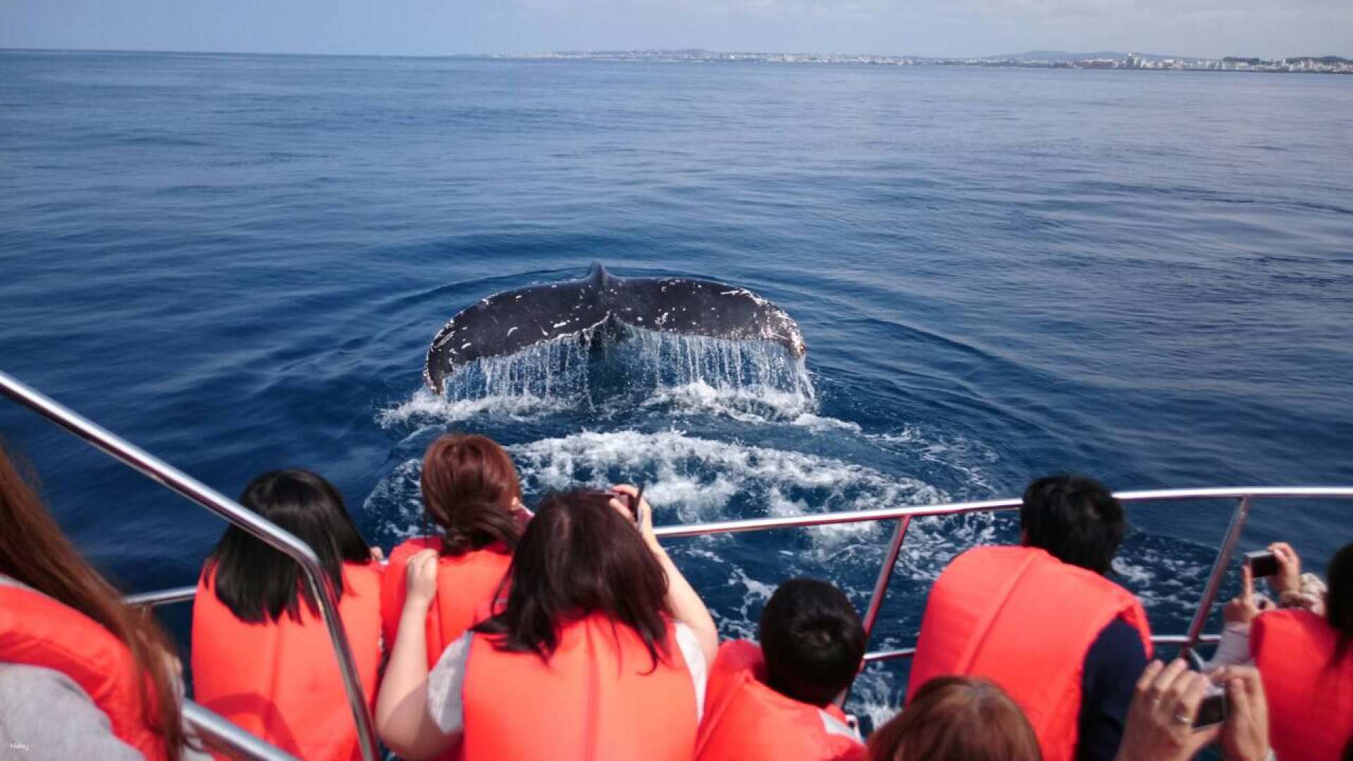 Okinawa, Japan｜Whale Watching Experience in Winter｜Departure from Chatan American Village (Go by yourself)