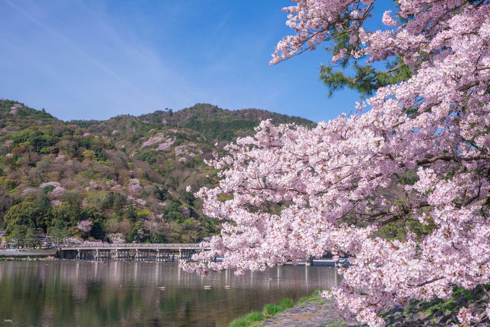 [Sakura Season Only] One-day Cherry Blossom Viewing Tour | Philosophical Path, Arashiyama, and Cherry Blossom Tunnel One-Day Cherry Blossom Viewing Tour (Departing from Osaka)