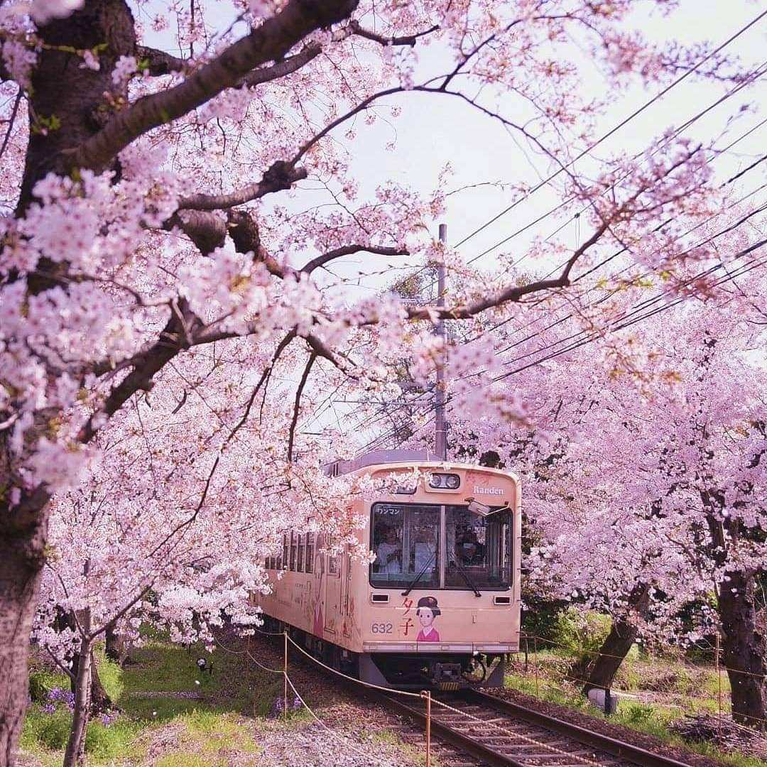 [Sakura Season Only] One-day Cherry Blossom Viewing Tour | Philosophical Path, Arashiyama, and Cherry Blossom Tunnel One-Day Cherry Blossom Viewing Tour (Departing from Osaka)