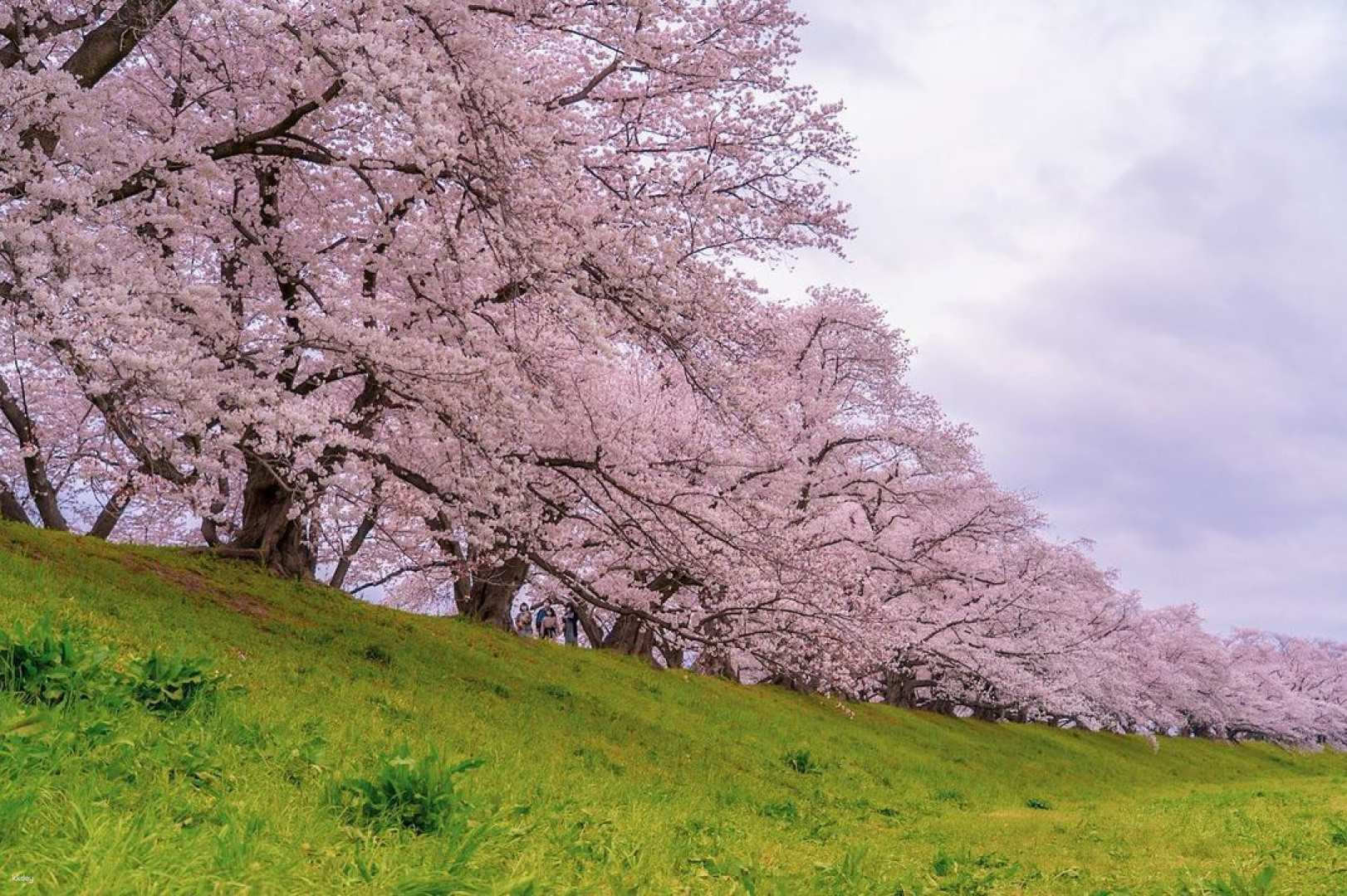 Cherry Blossom Season Limited | Saho River & Nara Park & Uji & Kakaruritsuike Cherry Blossom Viewing Day Tour (Departing from Osaka)
