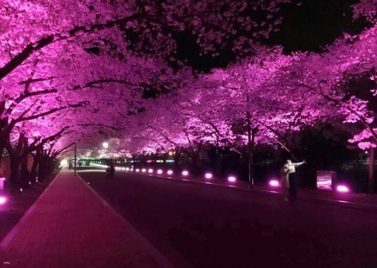 [South Korea] Daegu Gyeongju Jinhae Colorful Night Cherry Blossom Two-Day Tour｜Daegu Suseongji Lake & Bomun Lakeside & Jinhae Gyeonghwa Station & Yosakawa Cherry Blossom Road｜Departing from Seoul