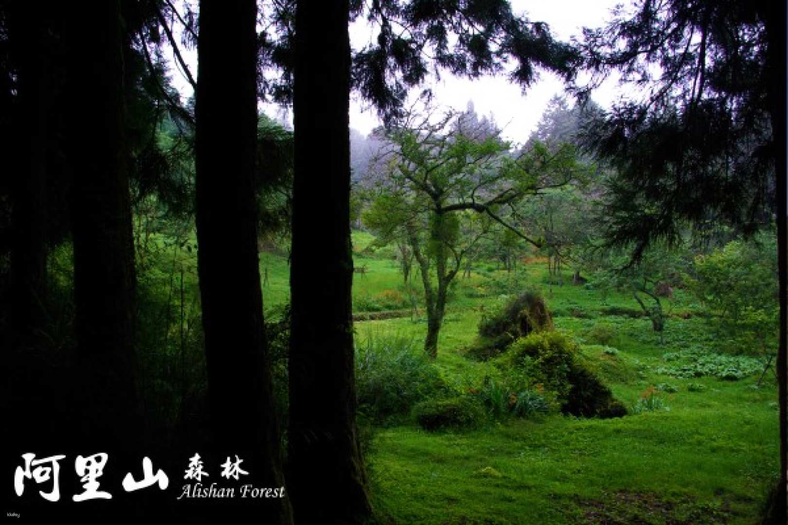 Taiwan Alishan 2-Day Tour: Fenqihu & Zhushan Sunrise Trail