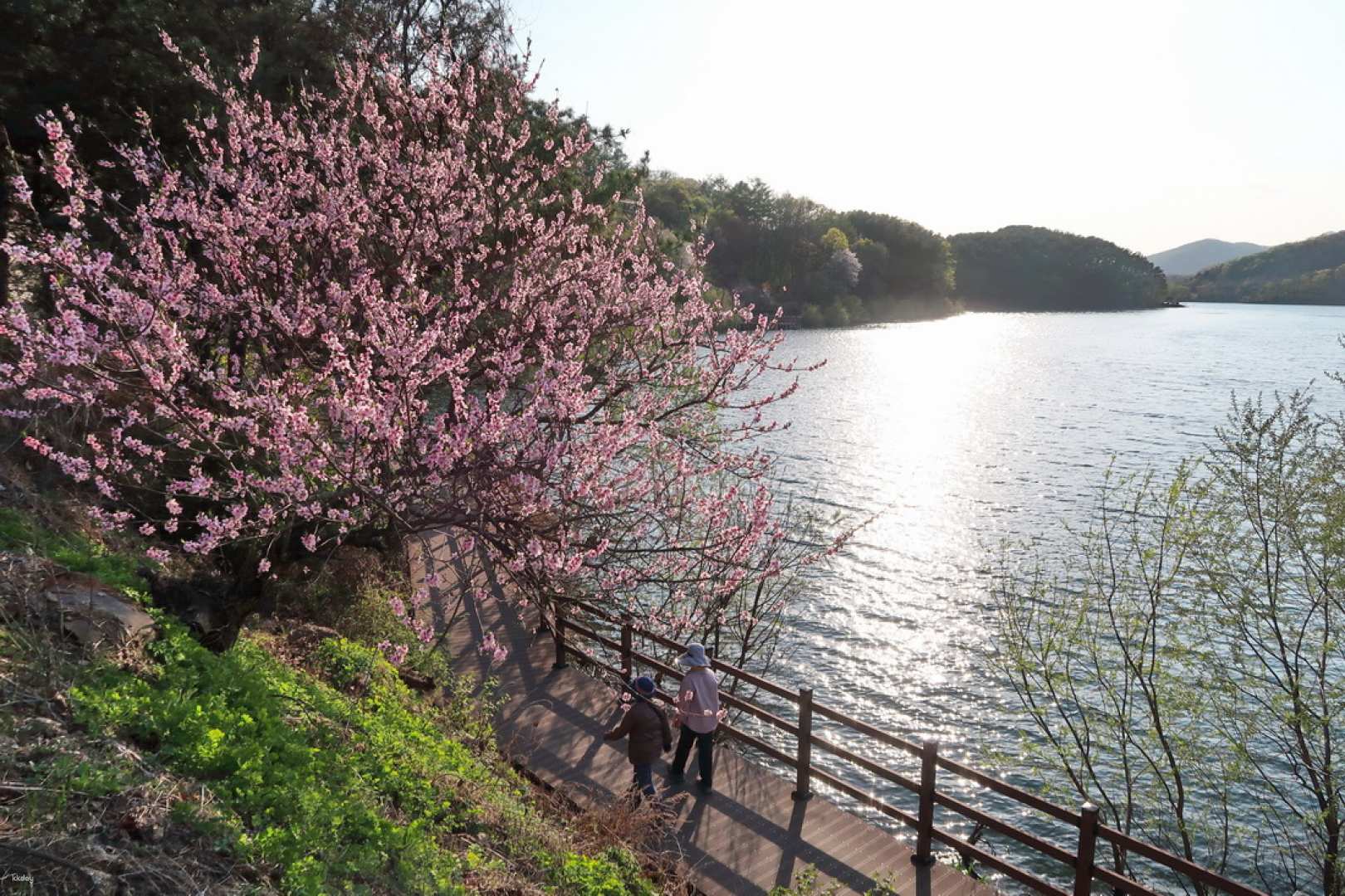 Spring Only | International Horticulture Goyang Korea + Goyang Starfield + Majanghosu Lake Suspension Bridge + Eunpyeong Hanok Village Tour Private Tour
