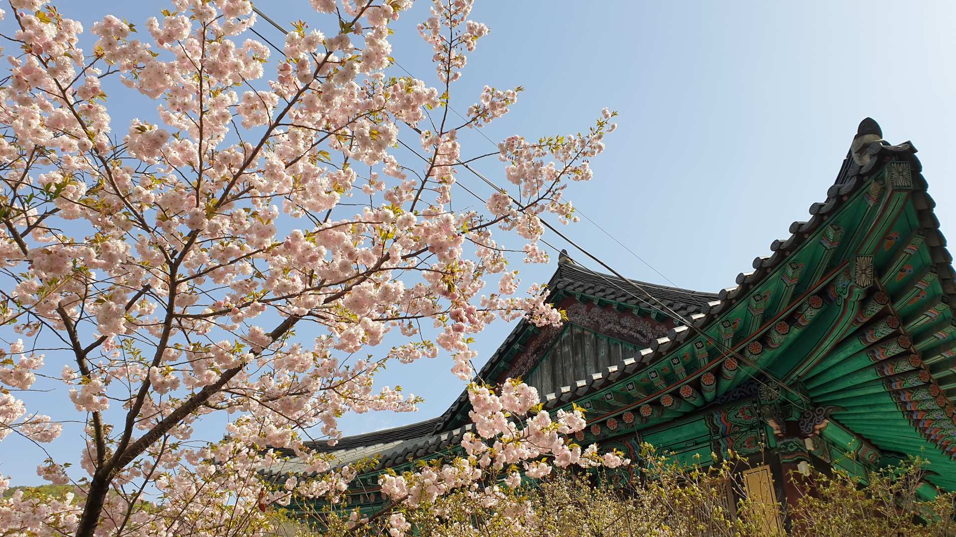 Spring Season | Seoul Best King Cherry Blossom Tour