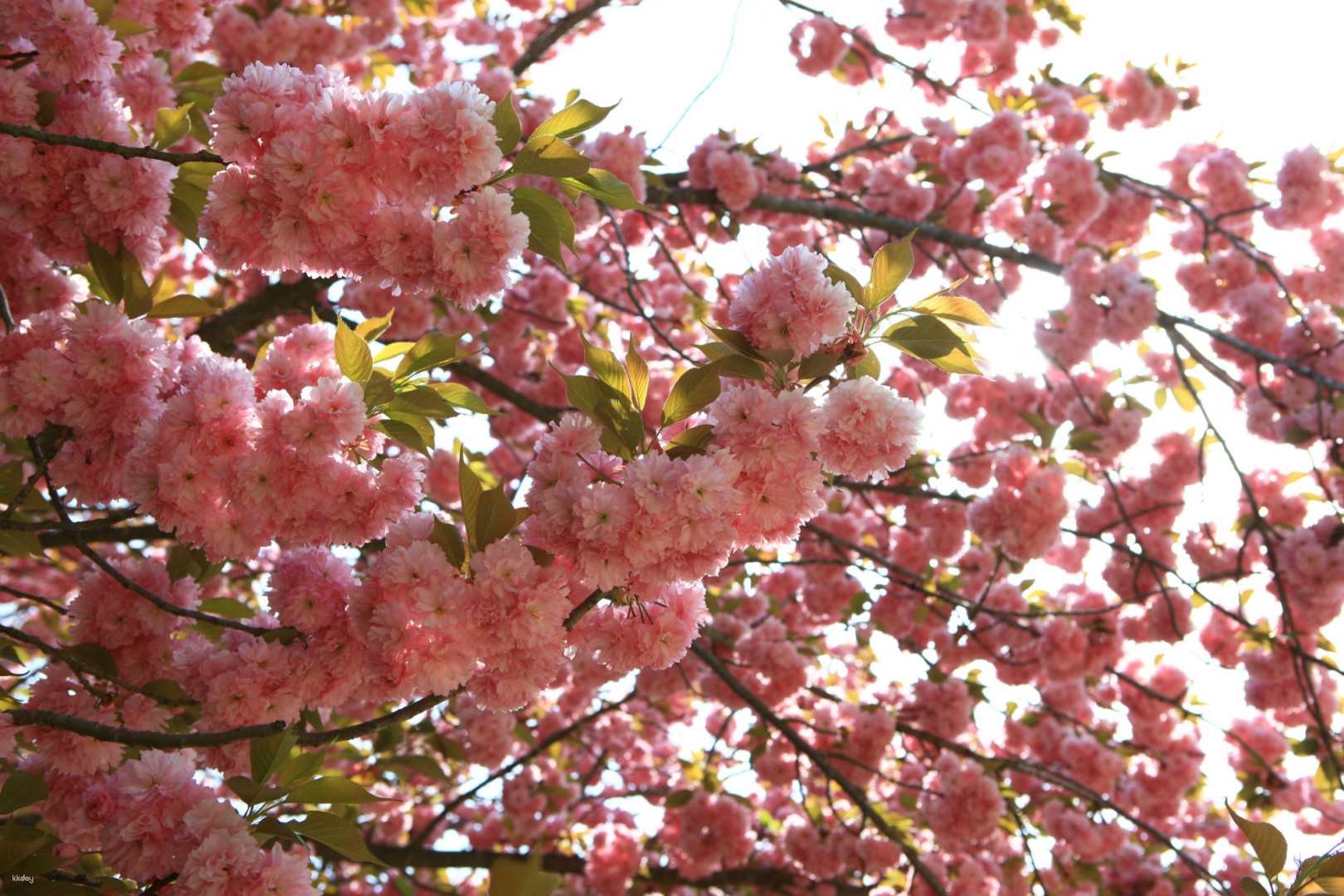 Spring Season | Seoul Best King Cherry Blossom Tour