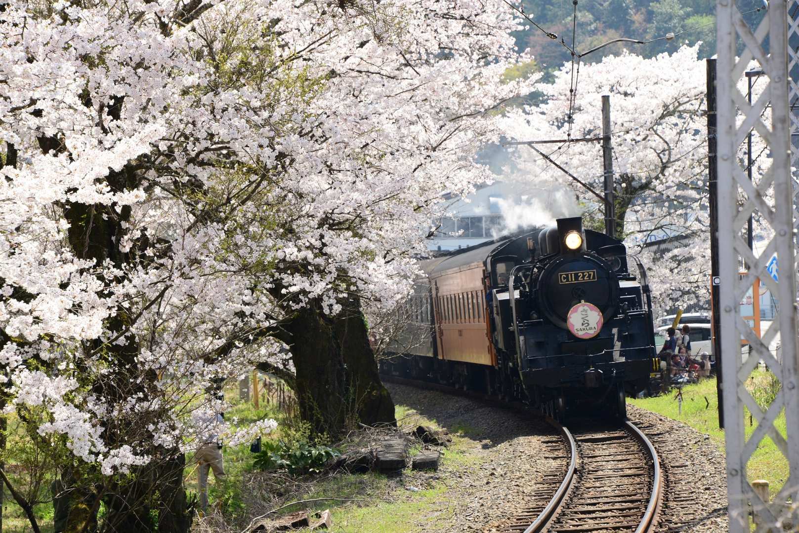 “Oigawa Railway SL Train” with cherry blossoms and Ieyama Cherry Blossom Tunnel – about 40 types! Farm restaurant lunch buffet with plenty of vegetables (from Nagoya)