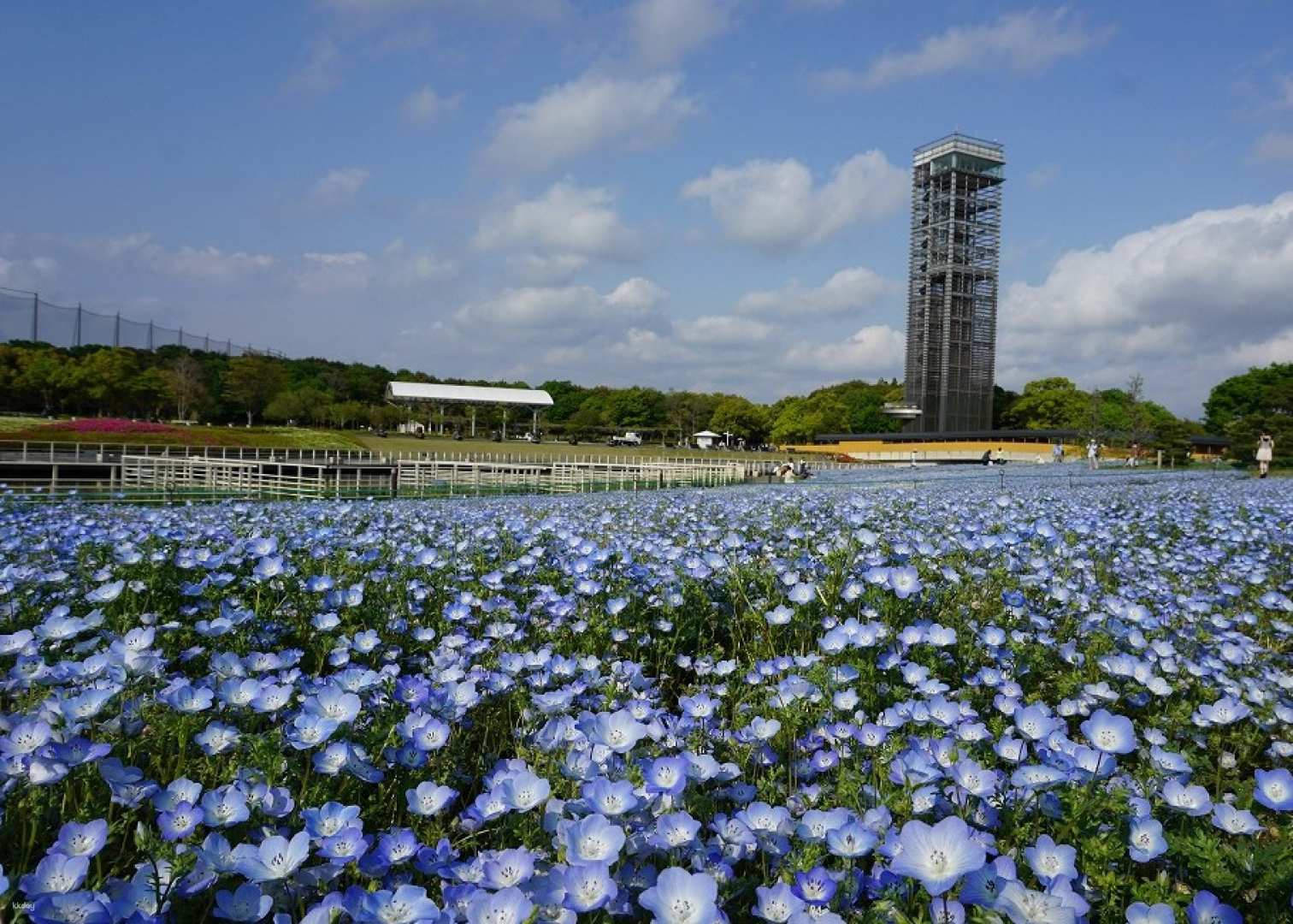 Hamanako Flower Expo 2024 Hamanako Garden Park Venue Admission Ticket Reservation (Shizuoka Prefecture/Event)