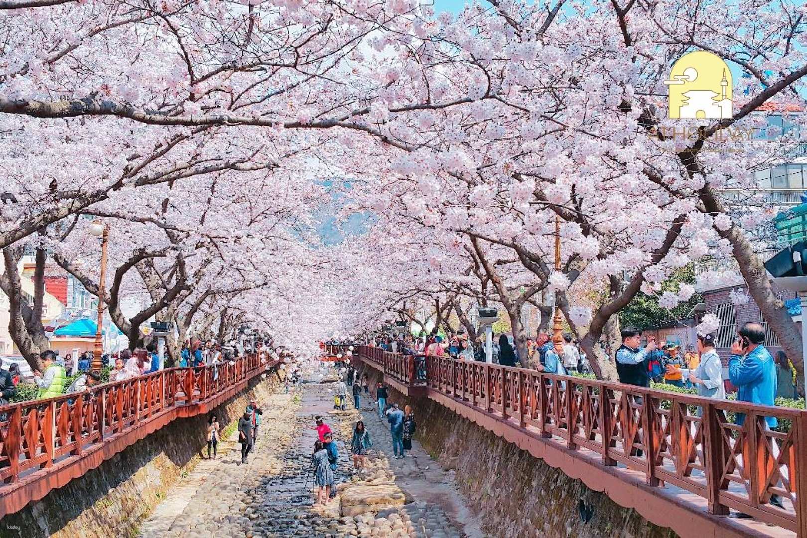 2023 Jinhae Cherry Blossom 1-Day Tour from Seoul
