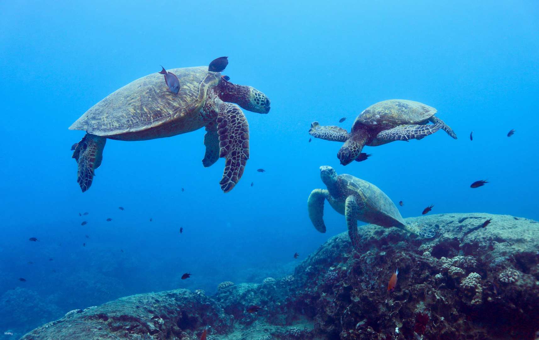 Hawaii Oahu | Waikiki Turtle Snorkel at Turtle Canyon