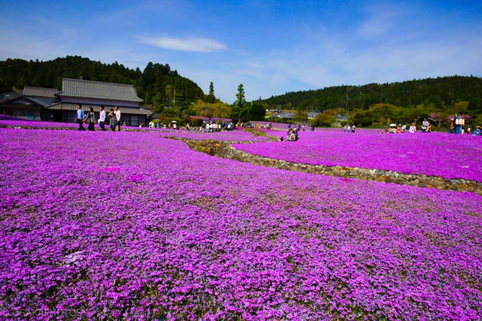 [Limited time limit] One-day cherry blossom viewing tour｜Mita City Shibazakura Garden and Pekoji Temple｜Romantic pink Shibazakura and dreamy wisteria flowers in spring｜Includes hotel buffet lunch, optional kimono purchase experience (departing from Osaka)