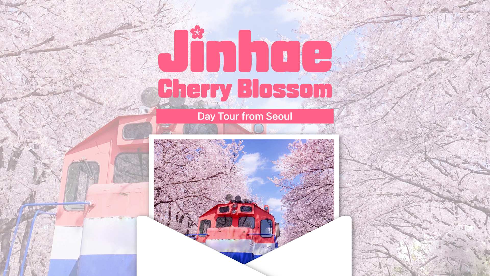 2025 Jinhae Cherry Blossom Day Tour From Seoul Miki Travel Asia