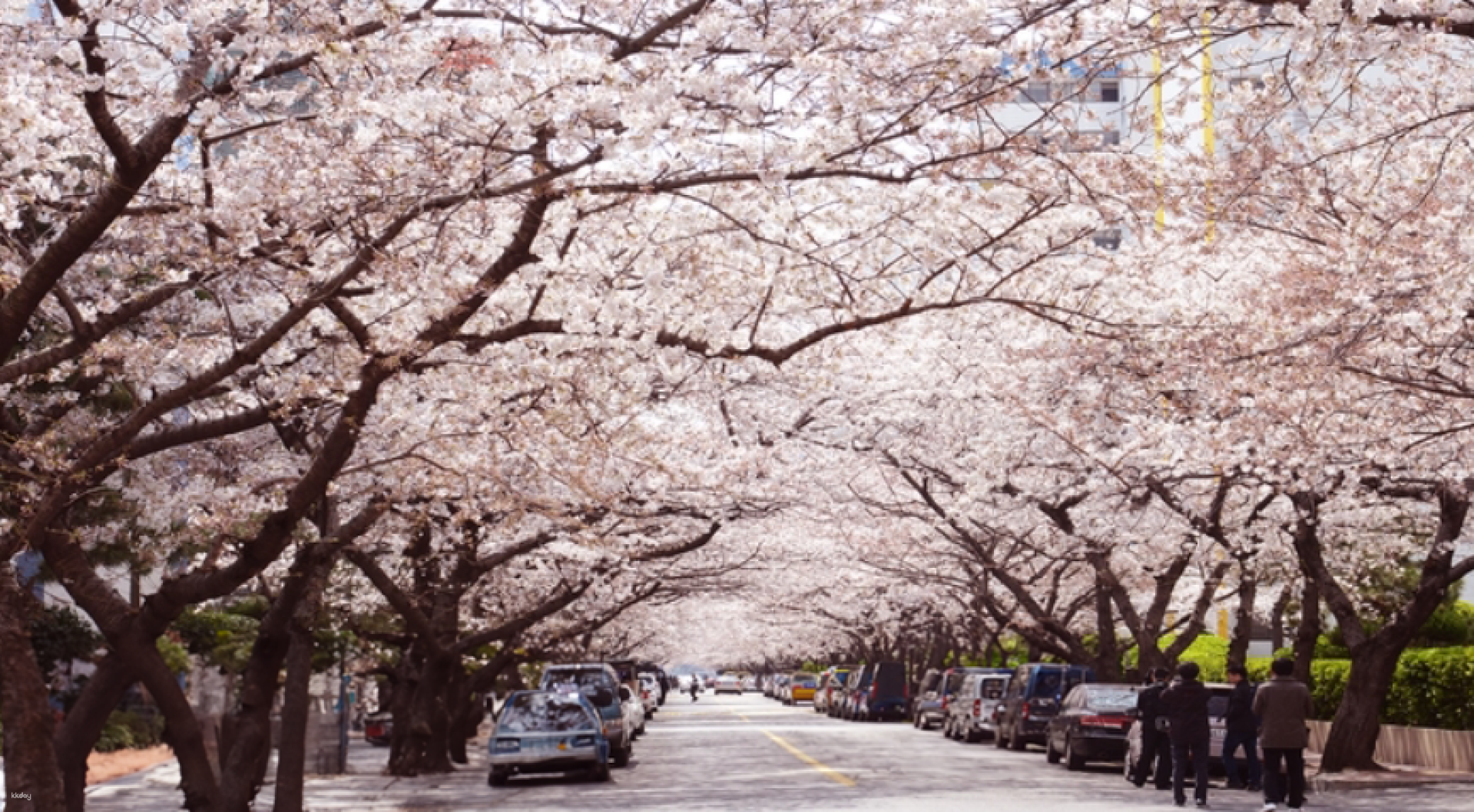 Day Tour From Busan | Romantic Cherry Blossom Random Tour | South Korea ...