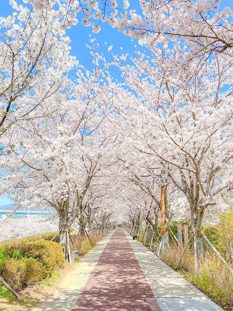 Day Tour From Busan | Romantic Cherry Blossom Random Tour | South Korea ...