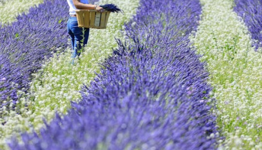 Visit of a lavender field in Aix-en-Provence