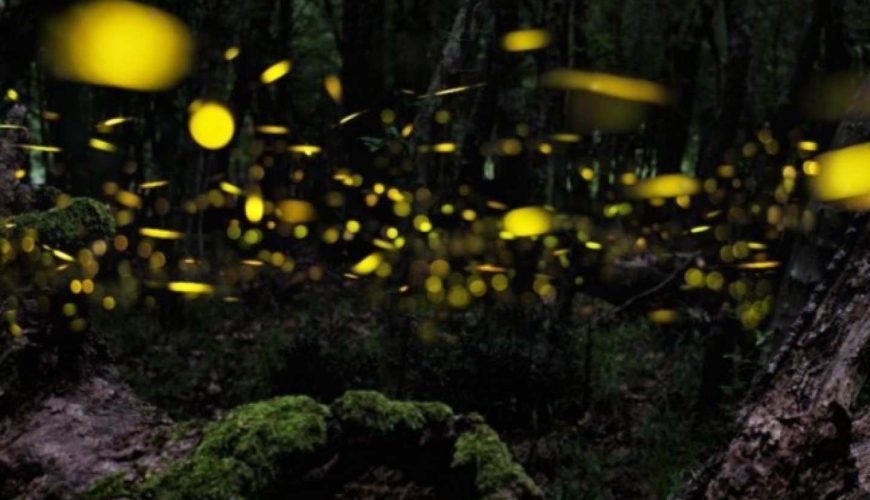 [March to May only] Natural illumination! Yaeyama firefly viewing tour reservations (Iriomote Island, Okinawa)