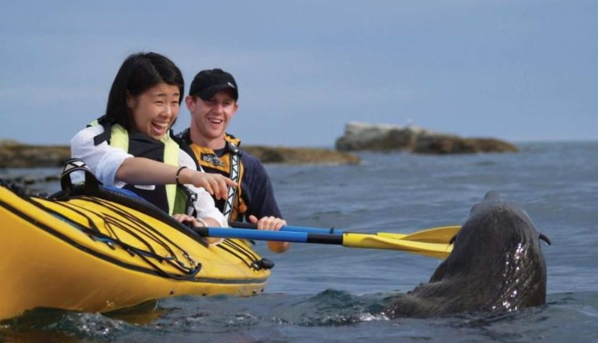 Kaikoura Wildlife Kayaking Tour | New Zealand