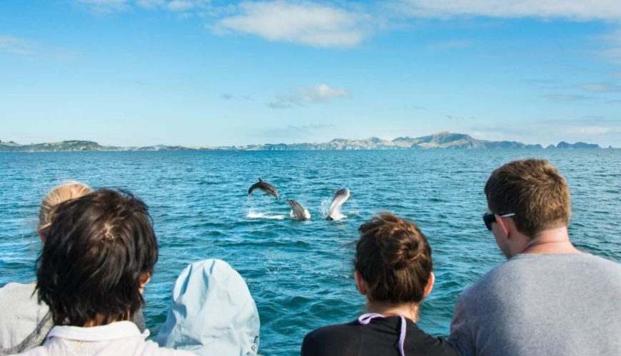 Hauraki Gulf Whales, Dolphins & Islands Scenic Cruise | New Zealand