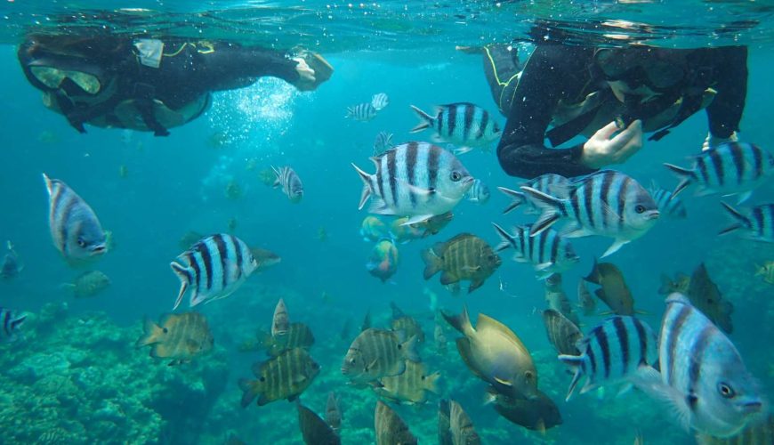 Japan. Okinawa | Blue Cave Diving. Snorkeling experience｜Recommended for novice travelers