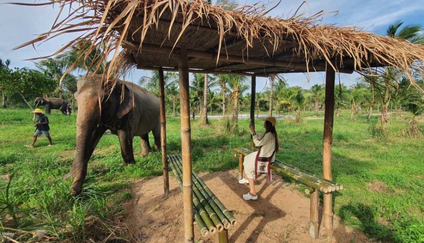From Pattaya: Living Green Elephant Sanctuary Chonburi | Thailand