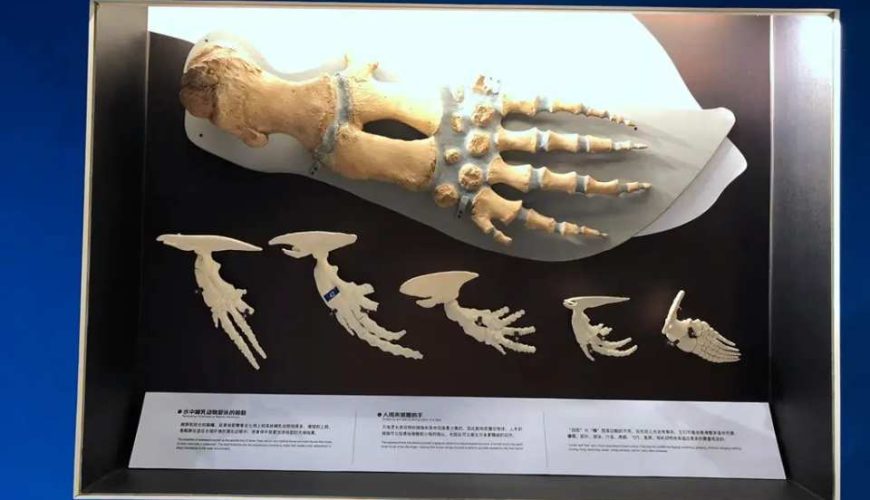 中國廣州｜廣州正佳自然科學博物館：沉浸式自然探索之旅