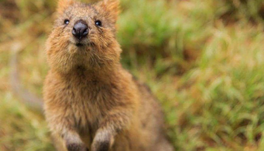 [QR Code Direct Entry] Mogo Wildlife Park Ticket | Australia