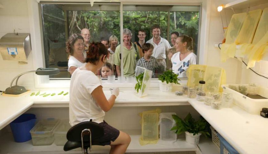 Australian Butterfly Sanctuary Admission Ticket | Australia