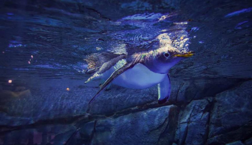 Suzhou, China｜Taicang Alpine Snow World·Tickets·Dining·Entertainment｜Indoor Ski Resort｜Near Taicang South Station