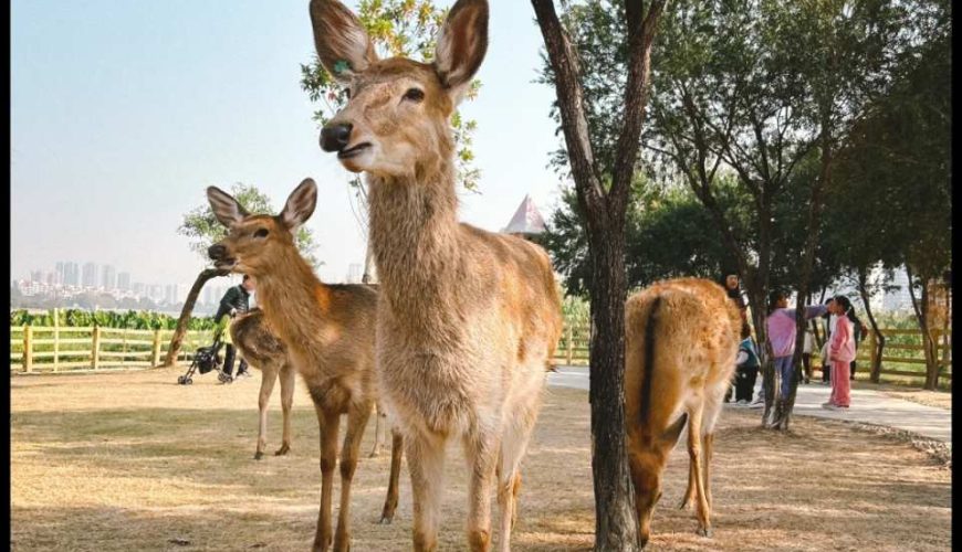 [Beijing Short-term Tour] Guangzhou·Foshan Autumn and Winter Nourishing Food Pure Fun 2-day Tour | 2.8 taels of authentic Yangcheng Lake hairy crabs, hand-made ancient braised pigeons and 10-head abalone feast, gold medal dragon and phoenix pot snake feast | Specially guided tour of Chen Taiji Winery, Visit Shiwan Ceramics Museum and Nansha Shishiyong Seafood Street｜Guaranteed group booking