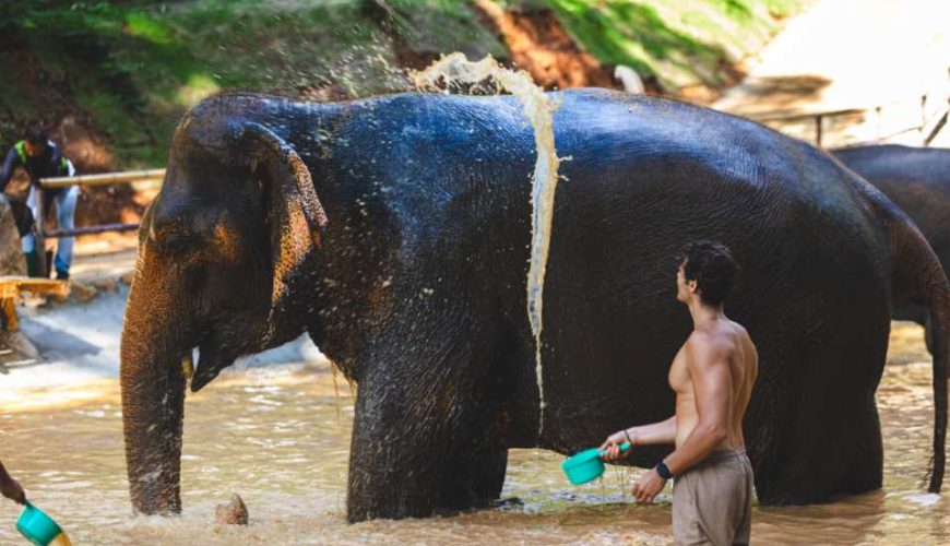 Patong Hug Elephant Sanctuary with Hotel Transfer | Phuket