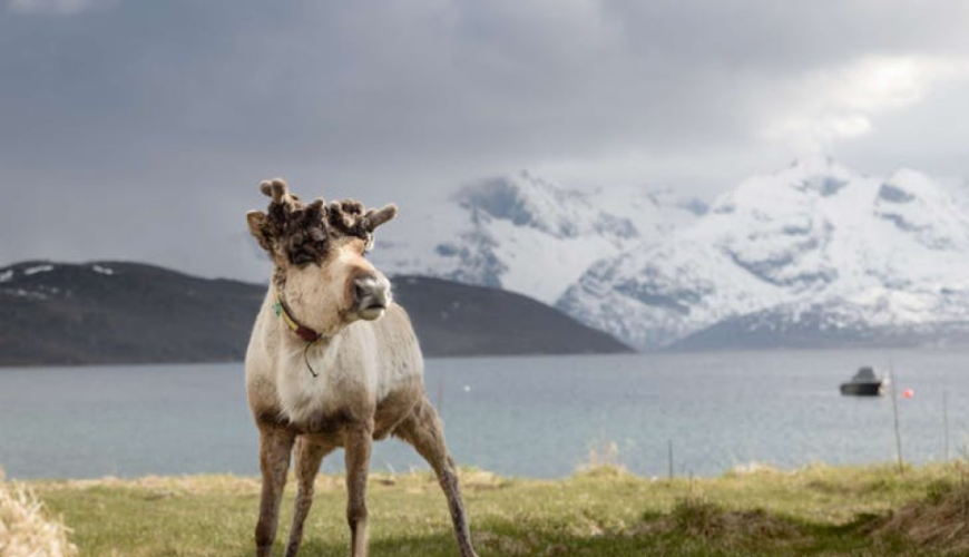 Tromso fjord photo tour with professional photographer