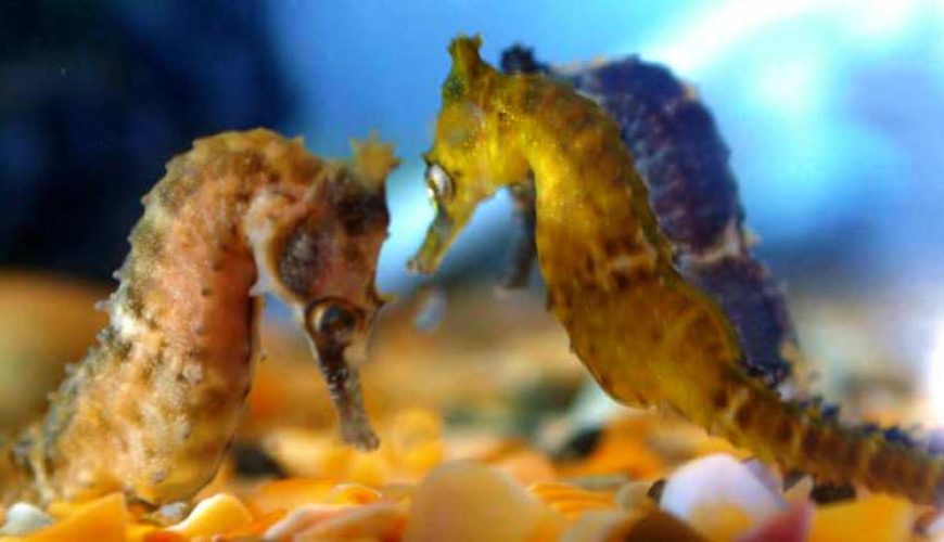Seahorse World Guided Tour from Launceston | Tasmania