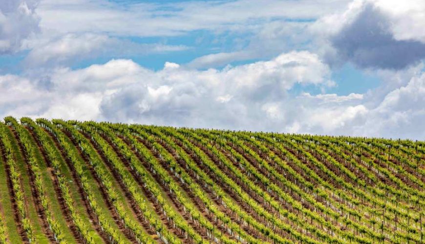 Hunter Valley Wine, Gin, Cheese & Chocolate Day Tour | Sydney Departure