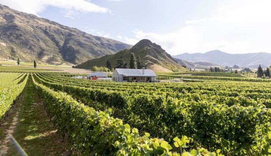[World Most Southern Wine Region] Queenstown Wine Cave Day Tour | New Zealand