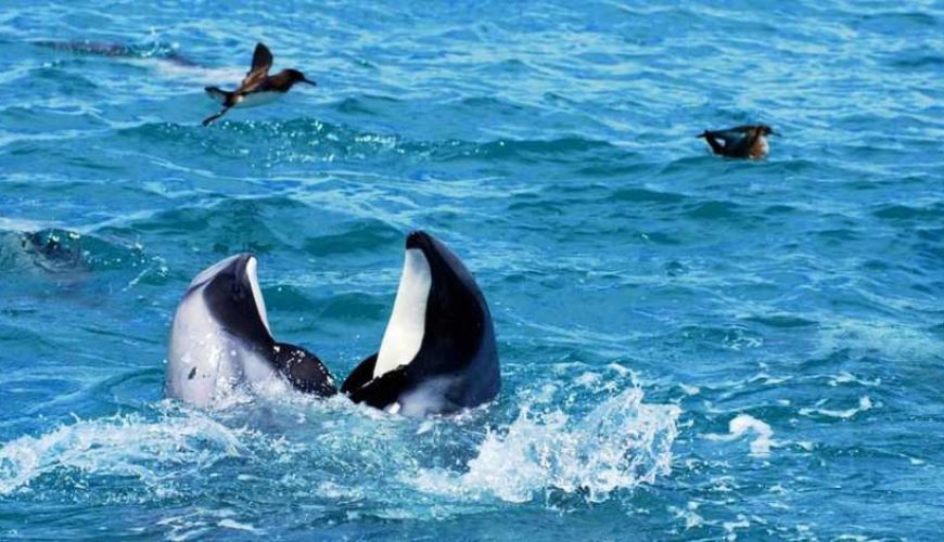Akaroa Harbour Nature Cruise | New Zealand