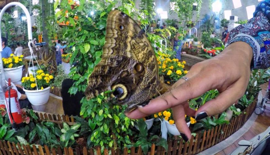 Dubai Butterfly Garden Tour with Private Transfers