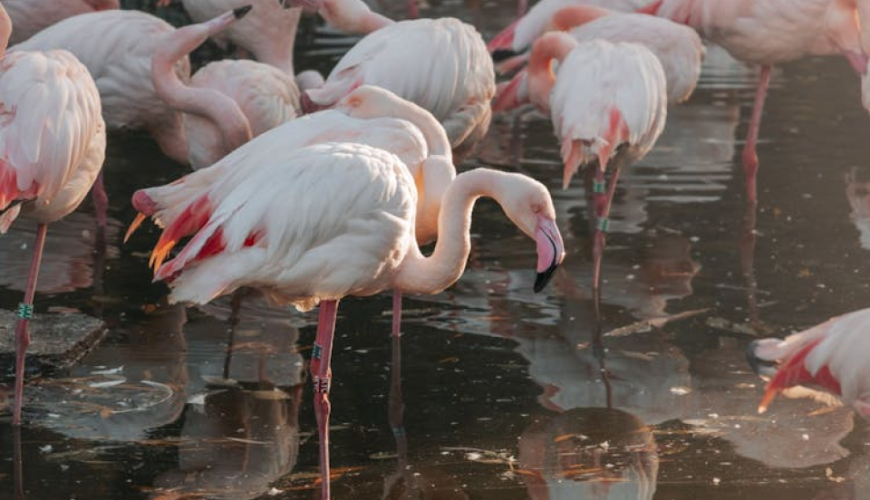 Vienna’s Schönbrunn Palace Guided Tour with Skip-the-Line Tickets