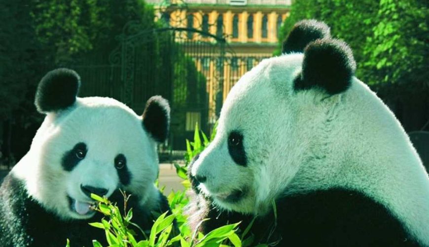 Vienna Schönbrunn Zoo Skip the line Ticket