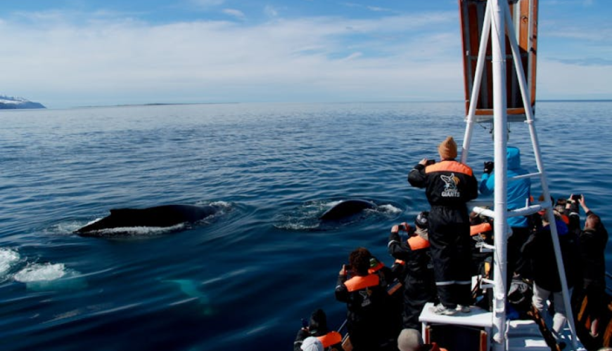Whale Watching in Husavik