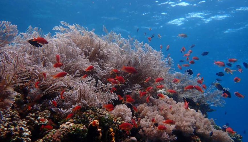 El Nido Island Hopping Day Tour with Lunch from Puerto Princesa City | Palawan