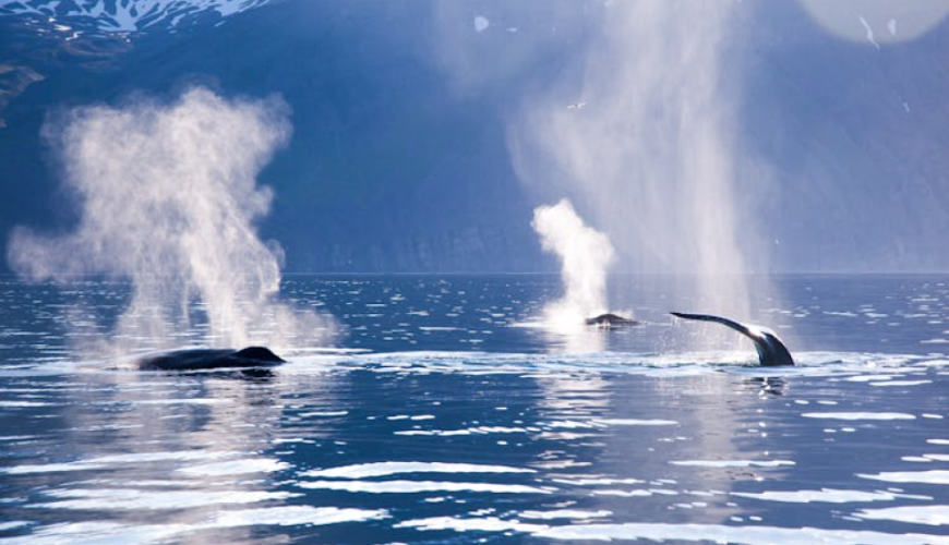 Húsavík original whale and dolphin watching tour