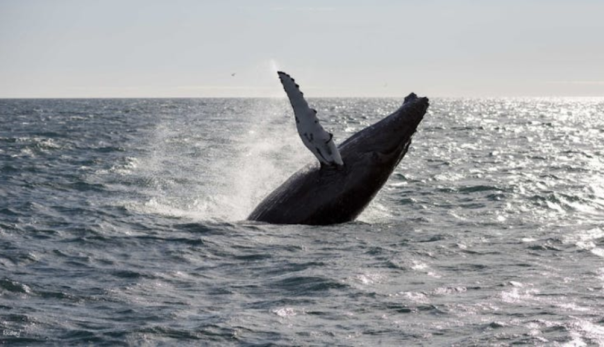 Whale watching and northern lights tour from Reykjavik