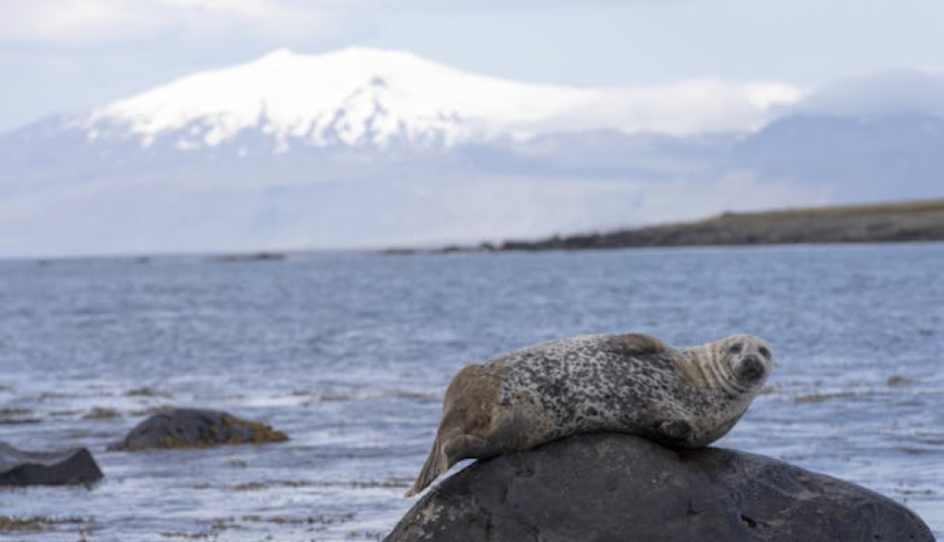 Small group Snæfellsnes peninsula tour