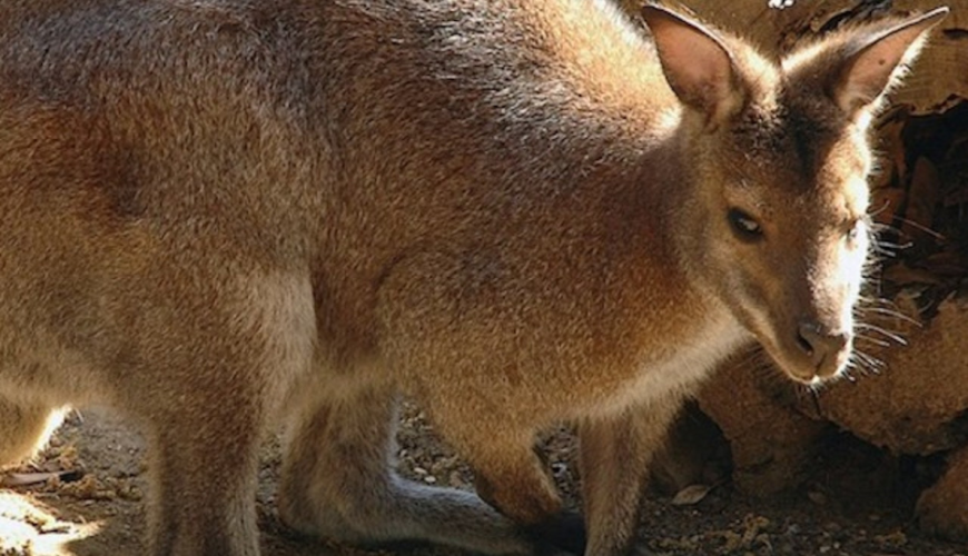 Bioparco: The Zoo of Rome