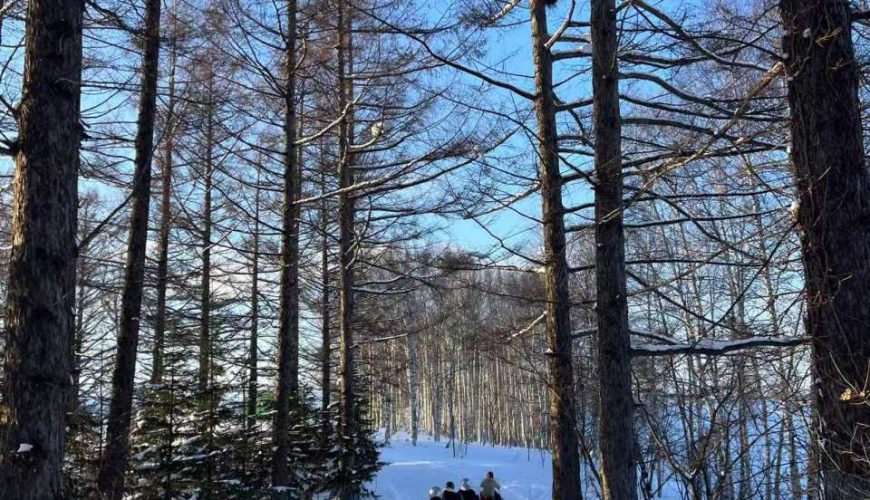 [Winter Limited] Hokkaido Snowland One-Day Tour: Shikisai no Oka, Ningle Terrace, Biei Christmas Tree & Shiraito Falls with Buffet Included (Departure from Sapporo) | Japan